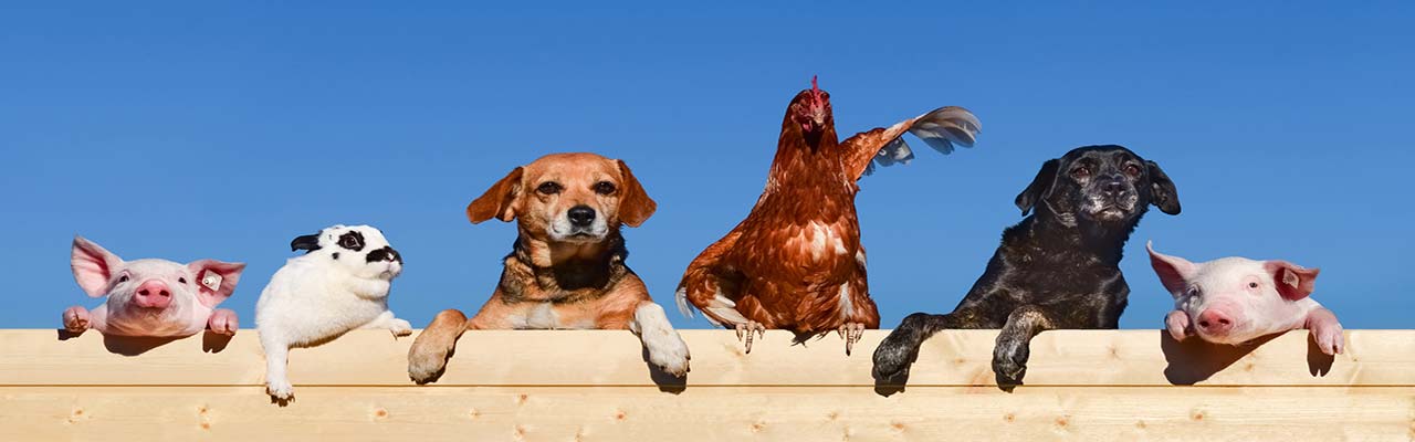 Kmetije z živalmi v Italiji