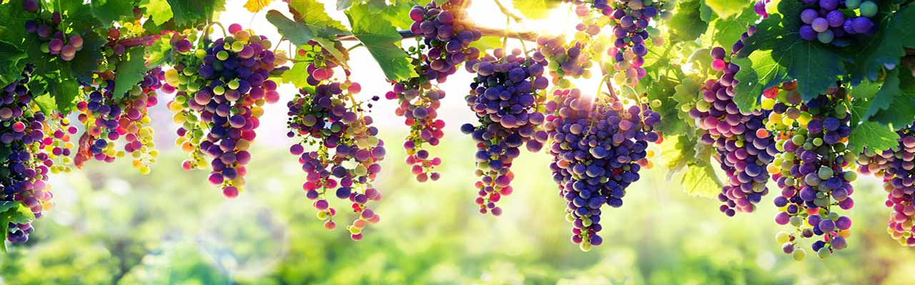 Kmetije z vinogradi v Toskani