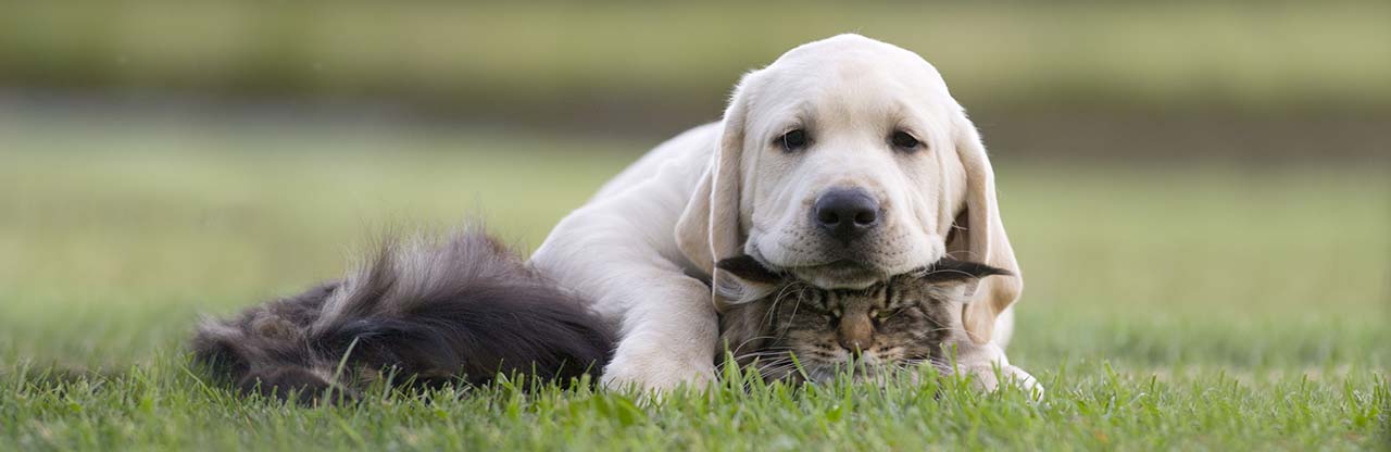 živalim prijazna kmetija
