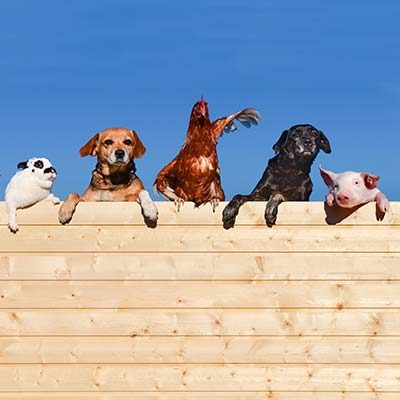 Kmetija z domačimi živalmi