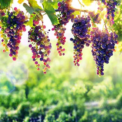 Počitnice na kmetiji z vinogradi v Toskani